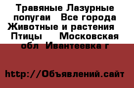 Травяные Лазурные попугаи - Все города Животные и растения » Птицы   . Московская обл.,Ивантеевка г.
